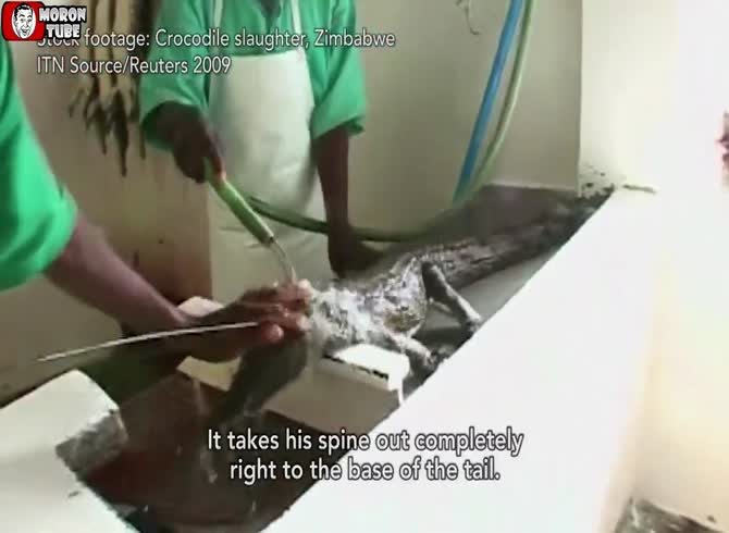 Video :A startling film that criticizes the circumstances around crocodile breeding